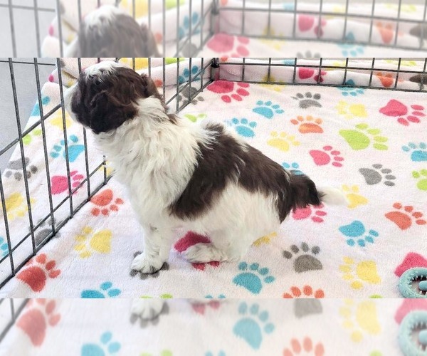 Medium Photo #8 ShihPoo Puppy For Sale in ORO VALLEY, AZ, USA