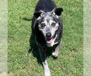 Labbe Dogs for adoption in Alexander, AR, USA