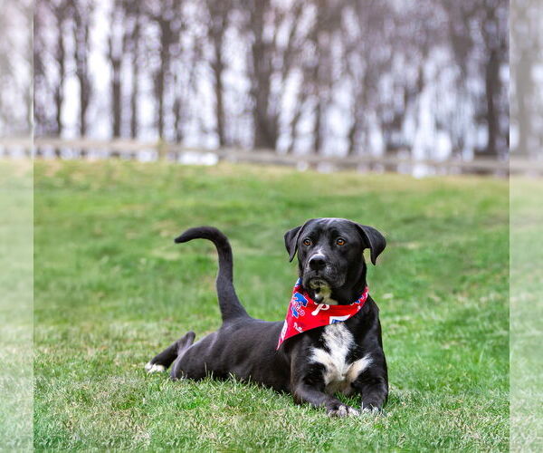Medium Photo #1 Labrador Retriever-Unknown Mix Puppy For Sale in Unionville, PA, USA