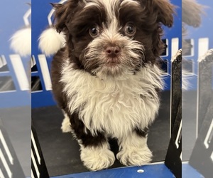 Havanese Puppy for sale in INDIANAPOLIS, IN, USA