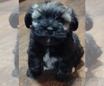 Small Photo #3 Havanese Puppy For Sale in MILTON, FL, USA