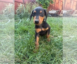 Doberman Pinscher Puppy for Sale in PATTERSON, California USA