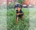 Small Doberman Pinscher