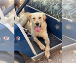Small Labrador Retriever Mix