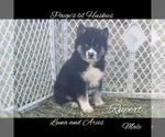 Small Photo #28 Siberian Husky Puppy For Sale in BLOOMFIELD, IN, USA