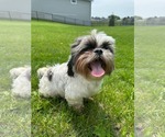 Small #1 Shih Tzu Mix