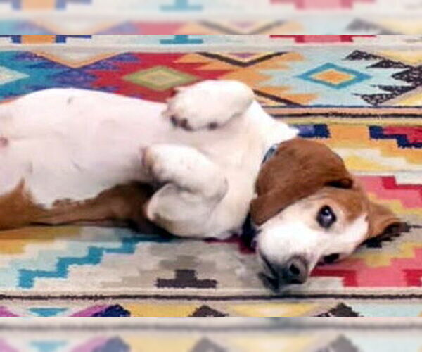 Medium Photo #5 Basset Hound Puppy For Sale in Deepwater, NJ, USA