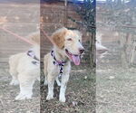Small #1 Great Pyrenees