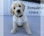 Puppy Grace Goldendoodle