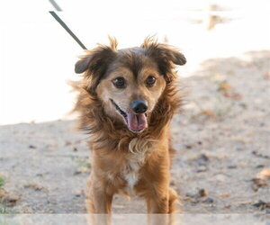 Mutt Dogs for adoption in Martinez, CA, USA