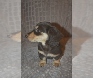 Dachshund Dog for Adoption in MC CRORY, Arkansas USA