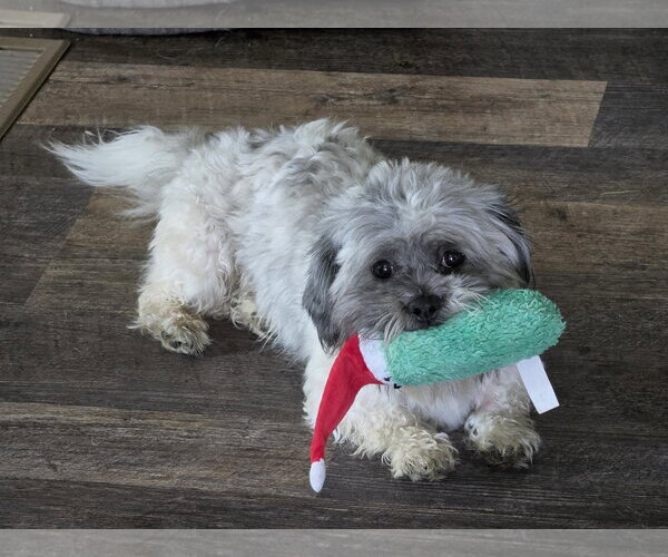 Medium Photo #4 Shih Tzu Puppy For Sale in St. Louis Park, MN, USA