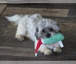 Small #3 Shih Tzu