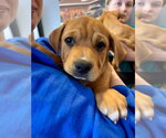 Small #9 American Staffordshire Terrier-Labrador Retriever Mix