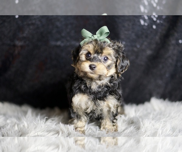 Medium Photo #2 YorkiePoo Puppy For Sale in WARSAW, IN, USA