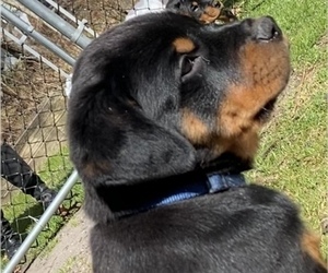 Rottweiler Puppy for Sale in JACKSON, New Jersey USA