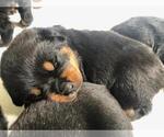 Small Photo #8 Rottweiler Puppy For Sale in NIPOMO, CA, USA