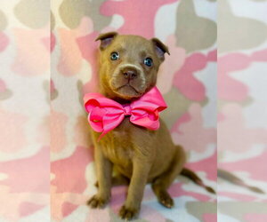 Black Mouth Cur-Labrador Retriever Mix Dogs for adoption in Hillsboro, MO, USA