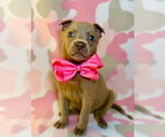 Small Black Mouth Cur-Labrador Retriever Mix