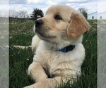 Small Photo #3 Golden Retriever Puppy For Sale in WAYNESBORO, PA, USA