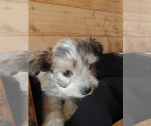 Bichon Frise-Miniature Australian Shepherd Mix Puppy for sale in CANON CITY, CO, USA