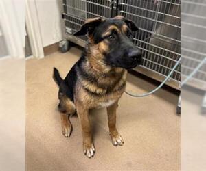 German Shepherd Dog-Unknown Mix Dogs for adoption in Norco, CA, USA