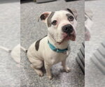 Small #2 Mutt