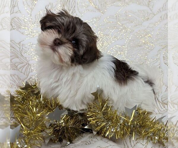 Medium Photo #2 Havanese Puppy For Sale in POST FALLS, ID, USA