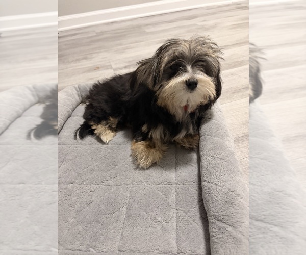 Medium Photo #1 Morkie Puppy For Sale in CARTERSVILLE, GA, USA