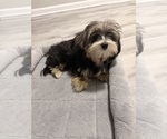 Rocco - Male Morkie Puppy for Sale - Small photo