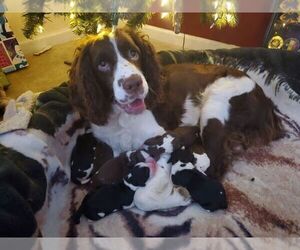 Mother of the English Springer Spaniel puppies born on 12/24/2019