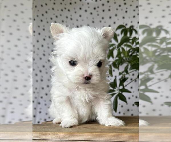 Medium Photo #9 Maltese Puppy For Sale in NAPLES, FL, USA