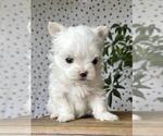 Small #8 Maltese