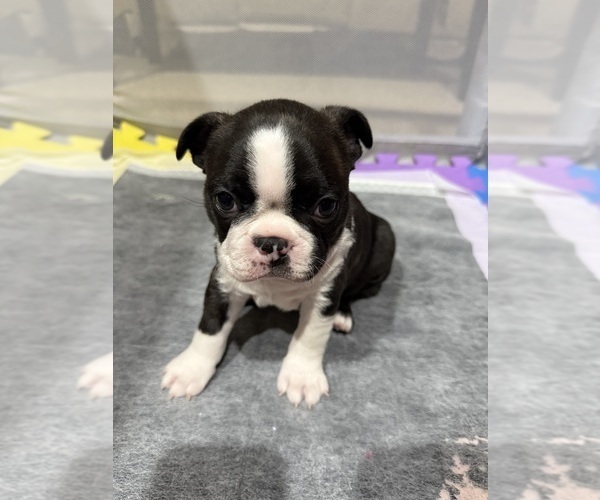 Medium Photo #2 Boston Terrier Puppy For Sale in MORENO VALLEY, CA, USA