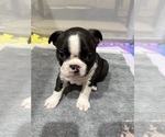 Small #1 Boston Terrier