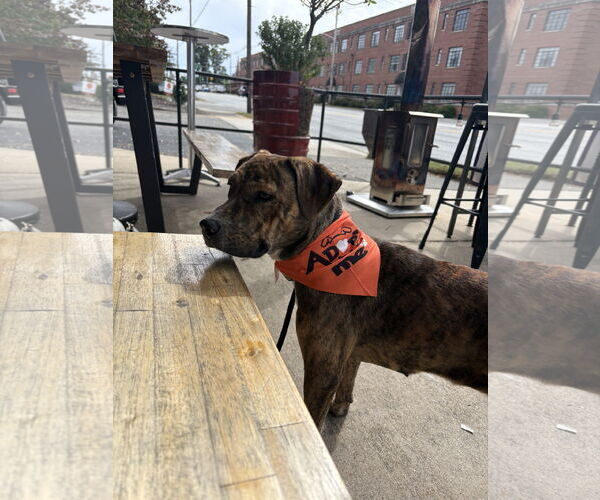 Medium Photo #4 Staffordshire Bull Terrier-Unknown Mix Puppy For Sale in Holly Springs, NC, USA