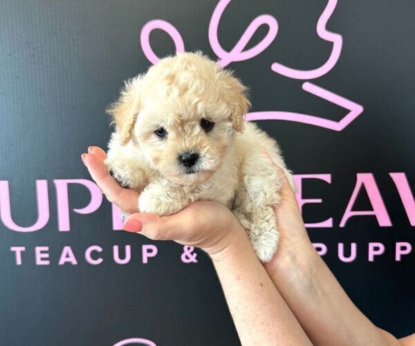 Medium Photo #7 Maltipoo Puppy For Sale in LAS VEGAS, NV, USA