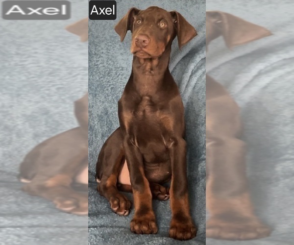 Medium Photo #6 Doberman Pinscher Puppy For Sale in POMEROY, OH, USA