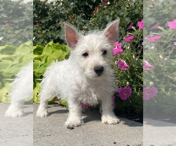 Medium Photo #4 West Highland White Terrier Puppy For Sale in CANOGA, NY, USA