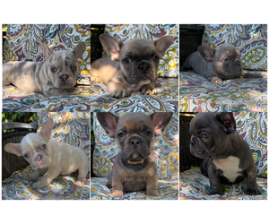 French Bulldog Puppy for Sale in BRIGHTON, Colorado USA