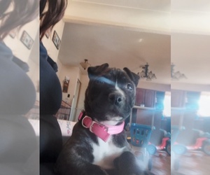 American Bulldog-American Bully Mix Puppy for sale in GRANITE CITY, IL, USA