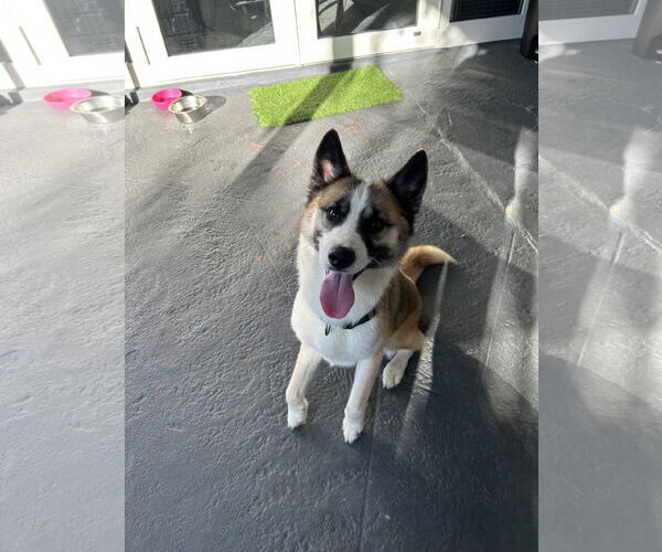 Medium Photo #2 Akita-Siberian Husky Mix Puppy For Sale in Miami, FL, USA