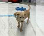Small #1 Labrador Retriever Mix