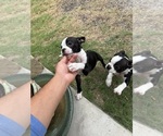 Small #6 Boston Terrier