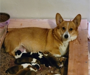 Mother of the Pembroke Welsh Corgi puppies born on 04/20/2021