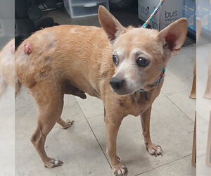 Chihuahua-Unknown Mix Dogs for adoption in Lodi, CA, USA