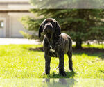 Small Photo #2 Neapolitan Mastiff Puppy For Sale in NAPPANEE, IN, USA