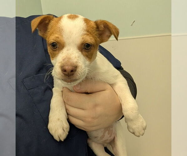 Medium Photo #1 Mutt Puppy For Sale in Chico, CA, USA