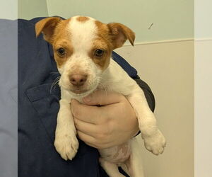 Mutt Dogs for adoption in Chico, CA, USA