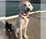 Small #8 Great Pyrenees Mix